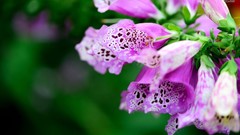Flowers foxgloves