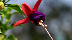 Flowers fuchsia