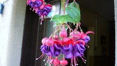 Flowers fuschia