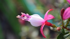 Flowers fuschia