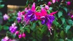 Flowers fuschia