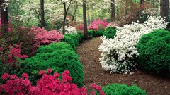Flowers Garden Azaleas