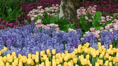 Flowers Garden colors vibrant