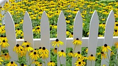 Flowers Garden fences vibrant yellow flowers coneflowers