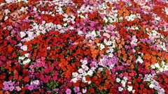 Flowers Garden Impatiens