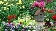 Flowers Garden pansies Birdhouses