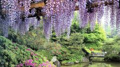 Flowers Garden ponds wisteria
