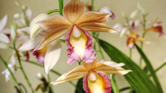 Flowers gele blume fleur