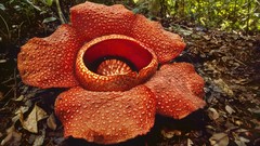 Flowers giant Malaysia national park Rafflesia arnoldii