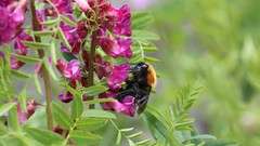 Flowers grass bees insects pink flowers animal world