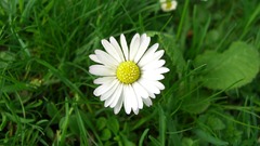 Flowers grass Daisy Plants