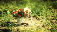 Flowers grass danboard depth of field potted plant cycles