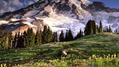 Flowers grass Earth woods