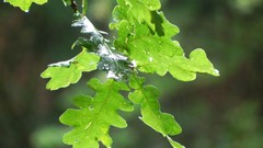 Flowers grass grain nature