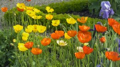 Flowers grass Poppies Irises iceland