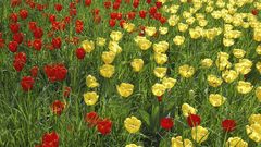 Flowers grass tulips yellow