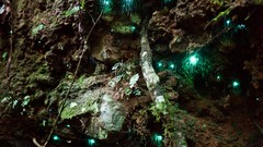 Flowers Green forests flourescent