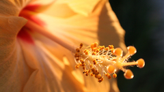 Flowers hibiscus flower