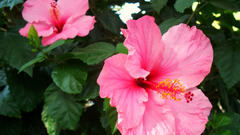 Flowers hibiscus flower