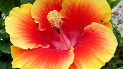 Flowers hibiscus orange flowers