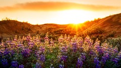 Flowers hills meadows San Francisco sunlight lupine