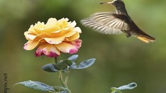 Flowers hummingbirds