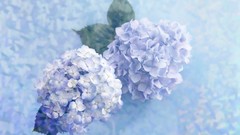 Flowers hydrangea