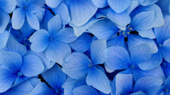 Flowers hydrangea blue flowers