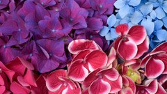 Flowers Hydrangeas
