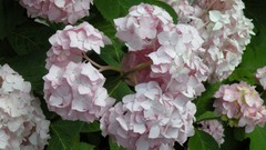 Flowers Hydrangeas