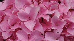 Flowers Hydrangeas