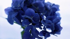 Flowers Hydrangeas blue flowers