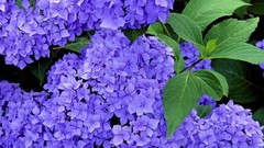 Flowers Hydrangeas blue flowers