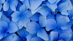 Flowers Hydrangeas blue flowers