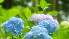 Flowers Hydrangeas blue flowers
