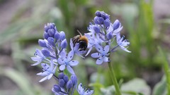 Flowers hymenopthera