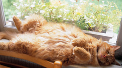 Flowers indoors cats window