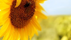 Flowers insects bees pollen