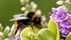 Flowers insects bumblebee