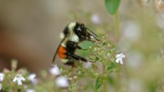 Flowers insects bumblebee