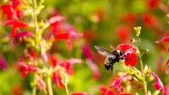 Flowers insects bumblebee