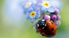 Flowers insects Forget-me-nots ladybirds