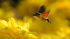 Flowers insects moths yellow flowers blurred background