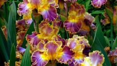 Flowers Irises