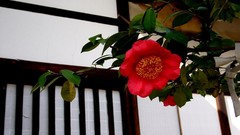 Flowers Japan anemones (flower)