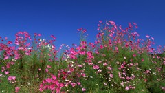 Flowers Japan blue skies cosmos flower