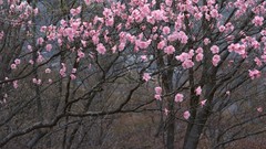 Flowers Japan cherry blossoms flowered trees