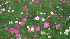 Flowers Japan cosmos flower