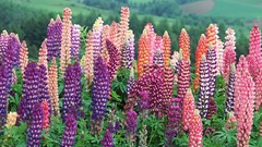 Flowers Japan Hokkaido lupine