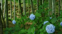 Flowers Japan Hydrangeas blue flowers